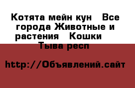 Котята мейн кун - Все города Животные и растения » Кошки   . Тыва респ.